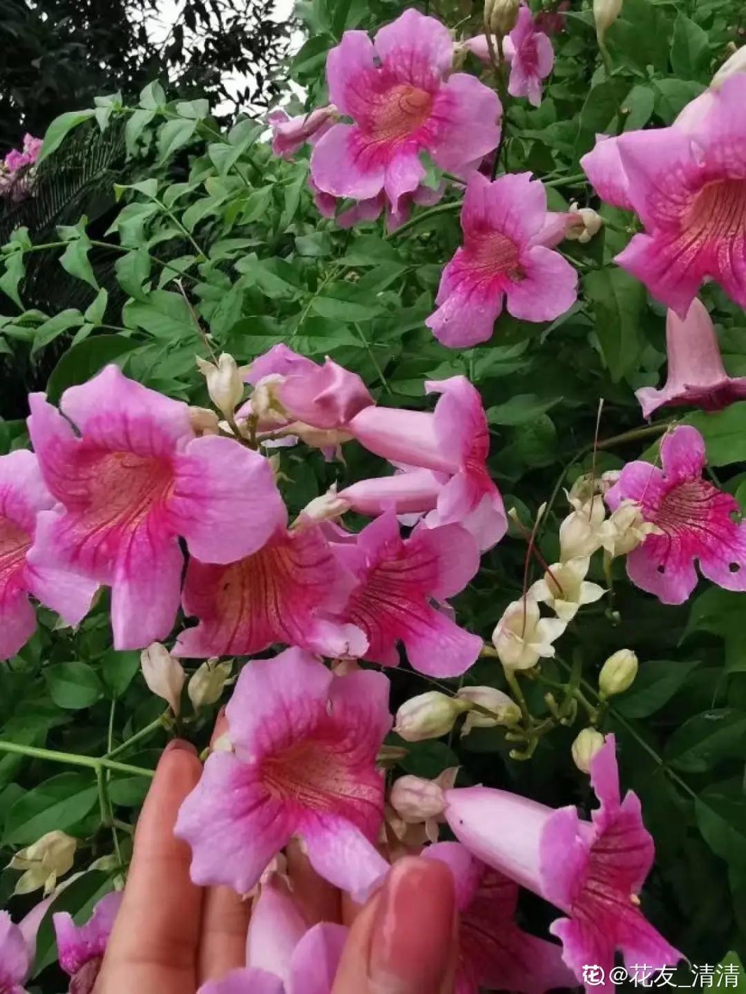 春天开的花有哪些常见又漂亮,十大名花在春天开的有哪些