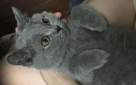 猫咪睁着眼怎么还打鼾,猫咪睁着眼睡觉是什么意思