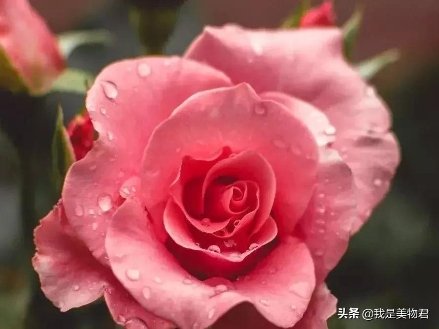 高效保湿纯露,补水效果最好的纯露