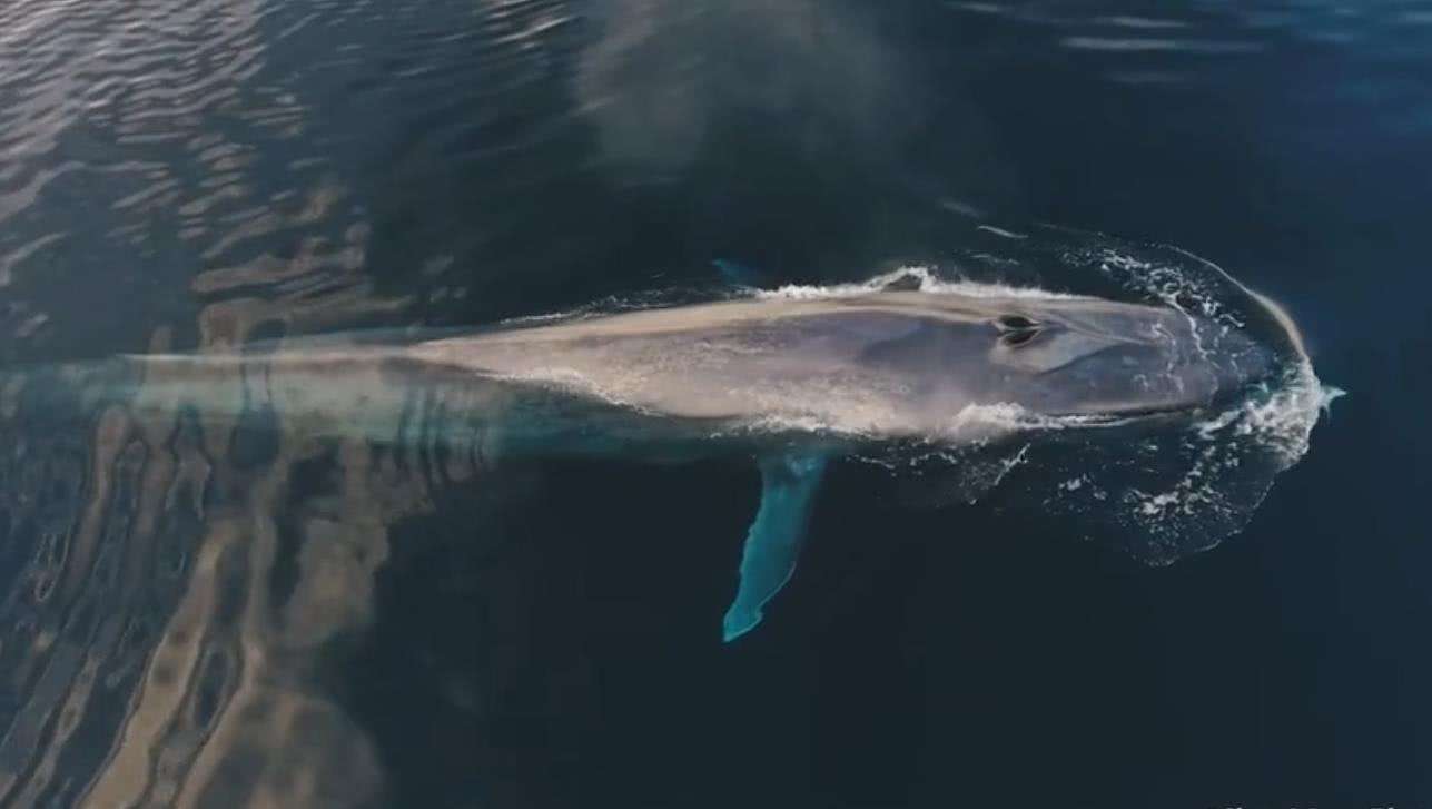 秦始皇捕杀鲛人,秦始皇杀海神