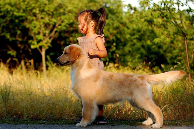 金毛犬喜欢咬主人怎么办,幼犬金毛喜欢扑人怎么纠正过来