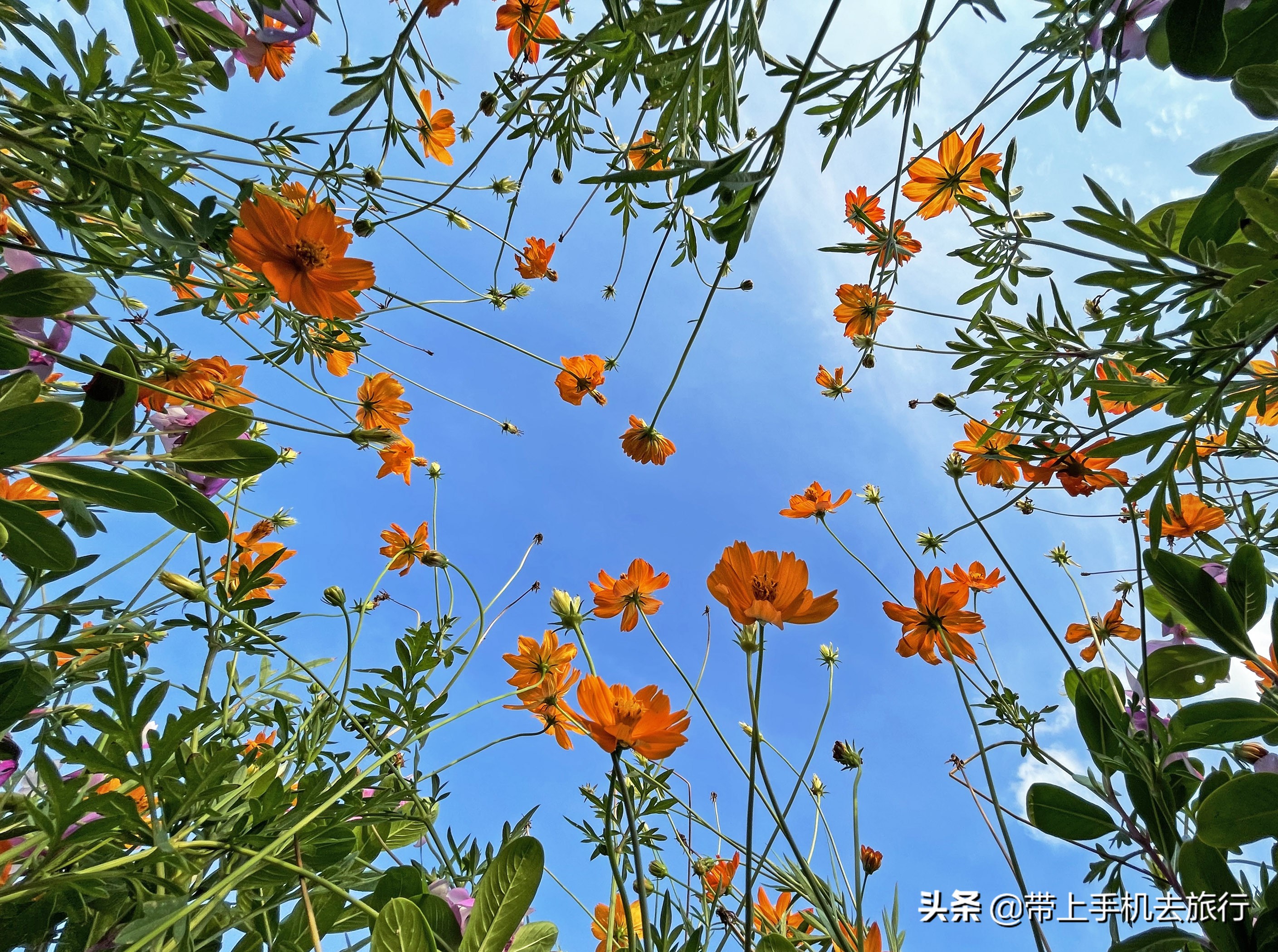 手机超广角垂直向上拍摄技巧,手机拍摄超广角无死角