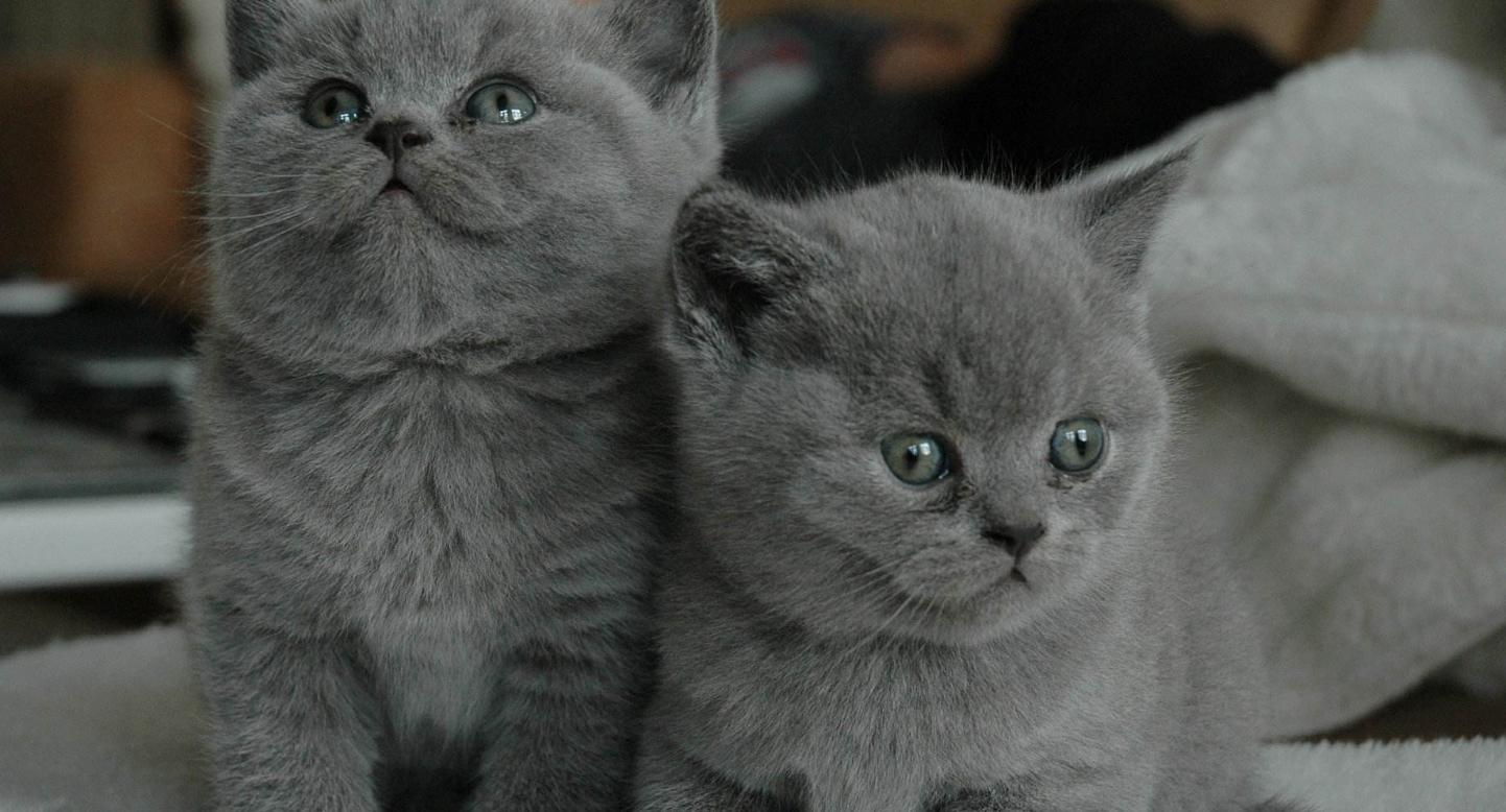 猫咪经常性便秘能治吗,猫咪有点便秘按什么穴位