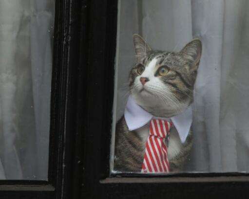 真实的阿桑奇现状,阿桑奇爆料了什么