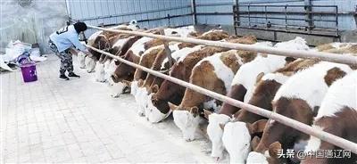 宗文俊:小康路上的“养牛女状元”