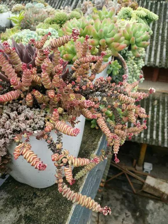 招财金钱木多肉怎么养,多肉钱串子风水摆放家里禁忌