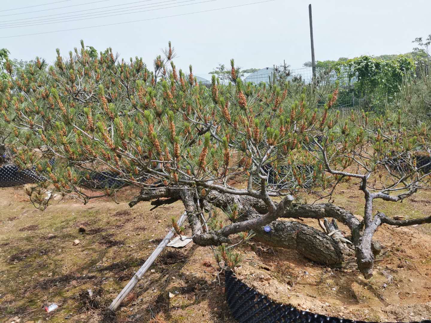 叹为观止自然风景,叹为观止高清图