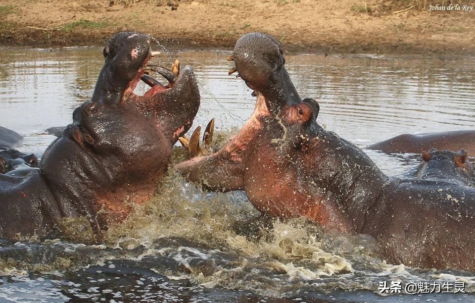 河马冷知识全集,河马奇葩冷知识