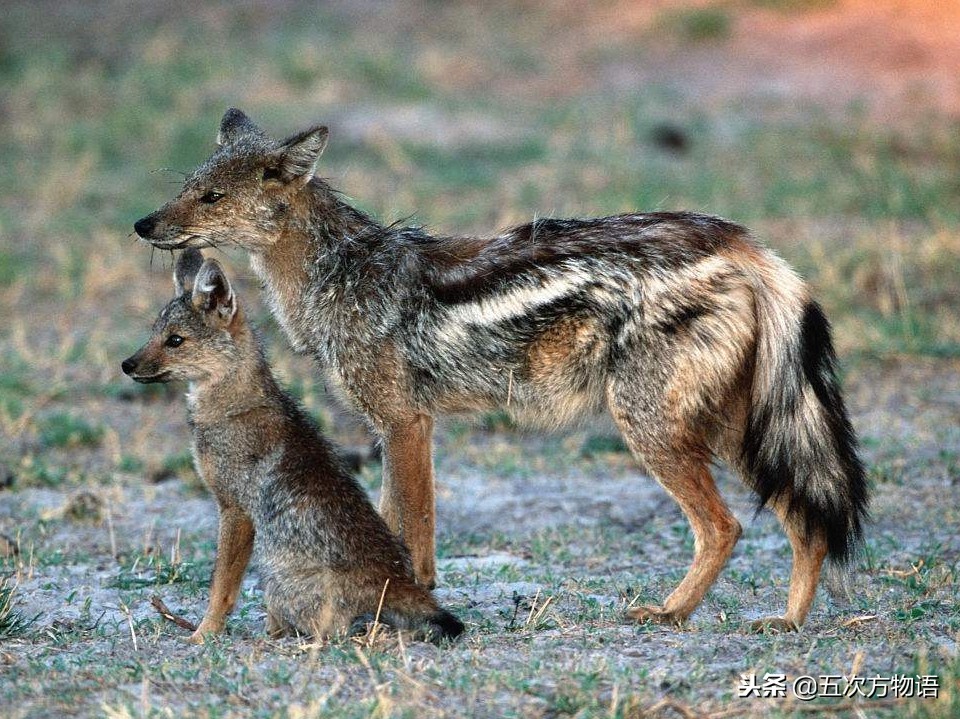 哪些动物没有生殖隔离,关于犬科动物生殖隔离