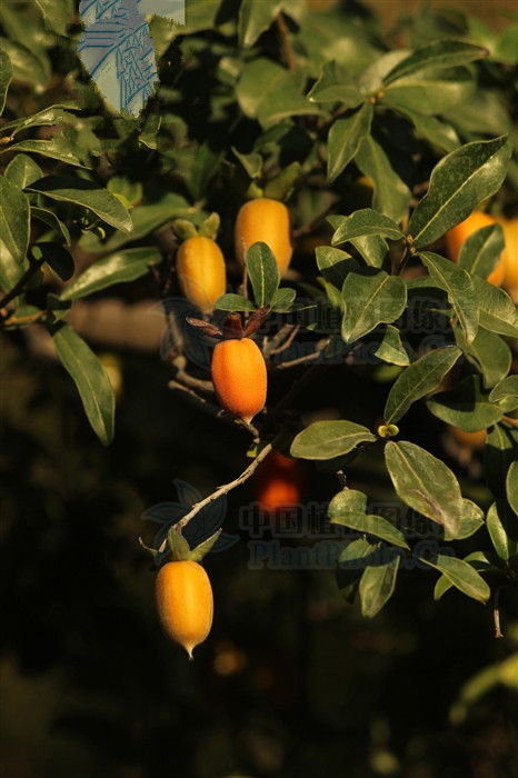 黑塔子根的功效与作用,黑塔子果实泡酒的功效