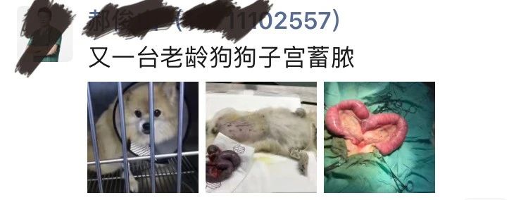 猫咪子宫蓄脓用地米能治好吗,胆小慎入猫咪