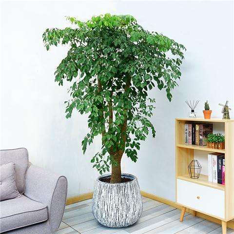 卧室可以养这五种盆栽,大盆栽植物室内旺宅