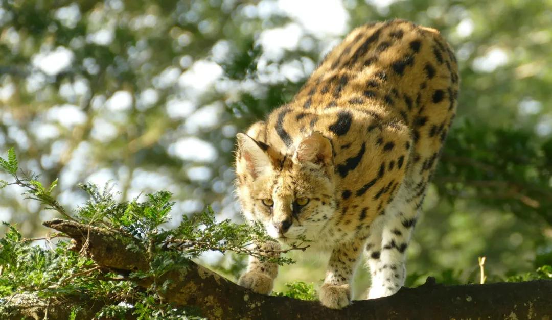 狞猫耳朵非常漂亮会旋转,狞猫的耳朵好可爱