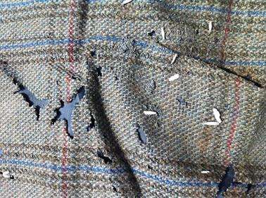 衣柜长了很多黑色小虫子,定制衣柜里面有小虫子什么原因