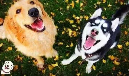 怎样才能解决金毛的体臭,金毛身上很臭怎么去除