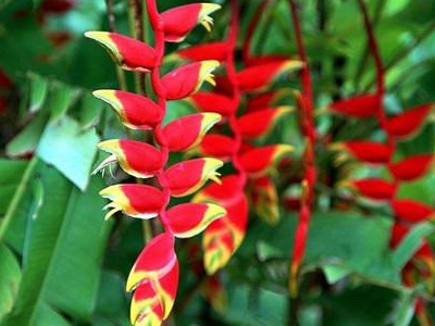 花种子怎么种植到地上,花种子怎么种地里