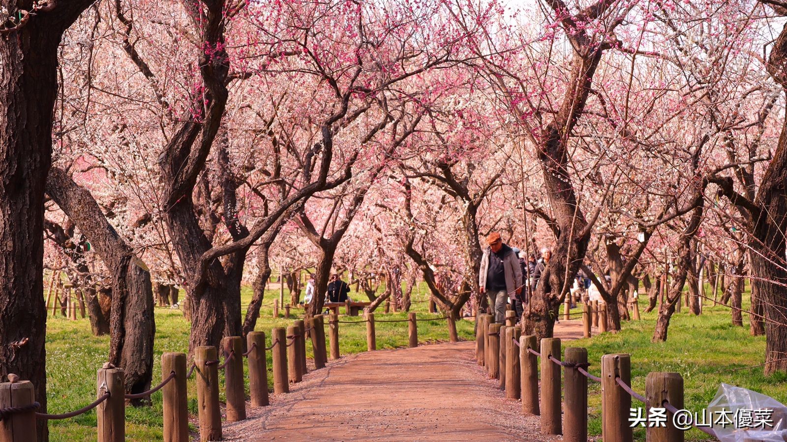 不先一步感受春天的到来吗日本全国华丽的梅花名胜