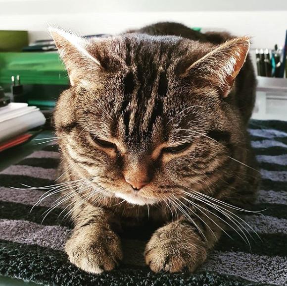 猫真的有那么聪明吗,猫真的有那么聪明嘛