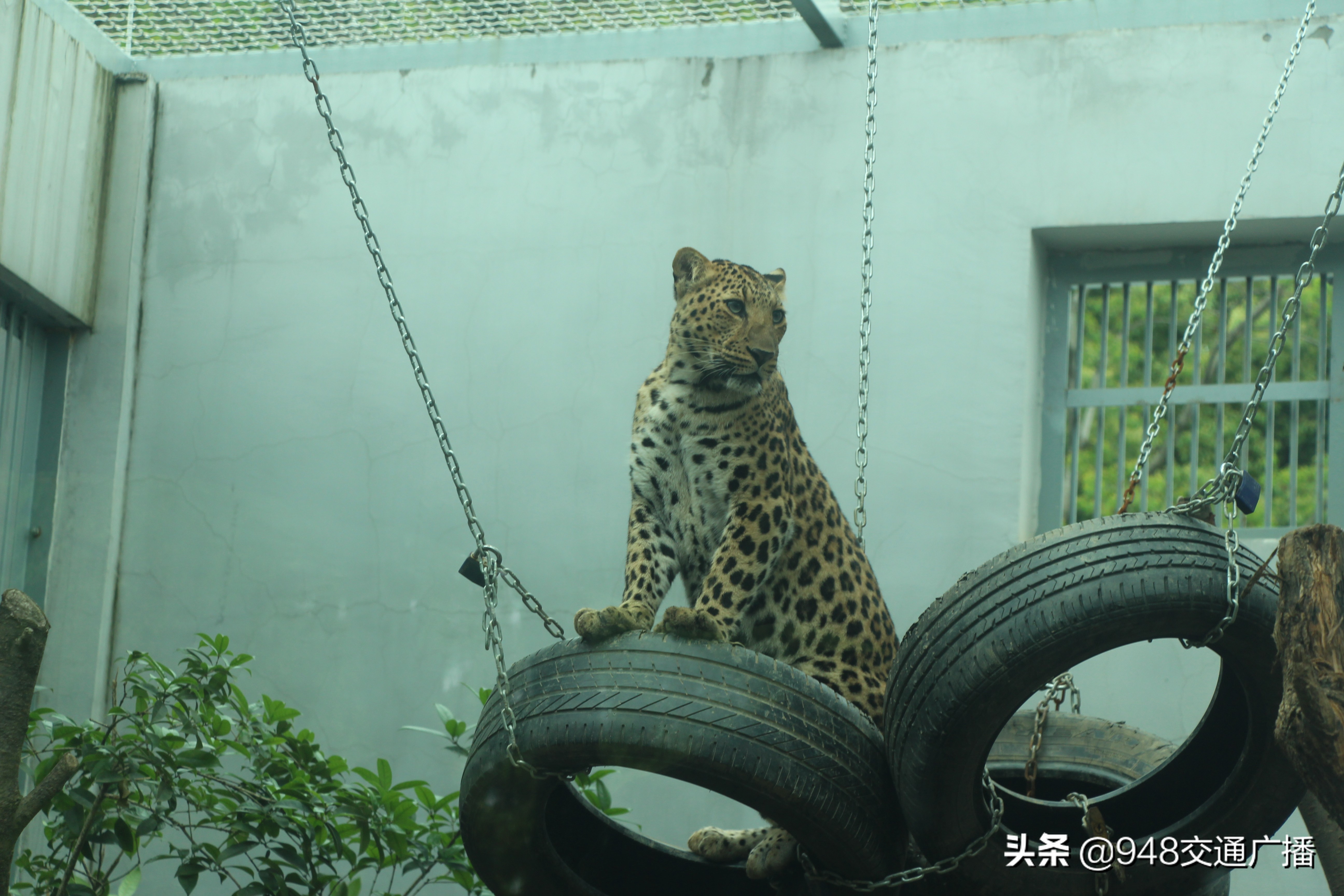 武汉动物园的金钱豹,金钱豹武汉动物园
