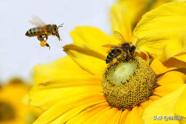 怎么防止蜜蜂偷蜂窝被抓,防蜜蜂飞逃绝招