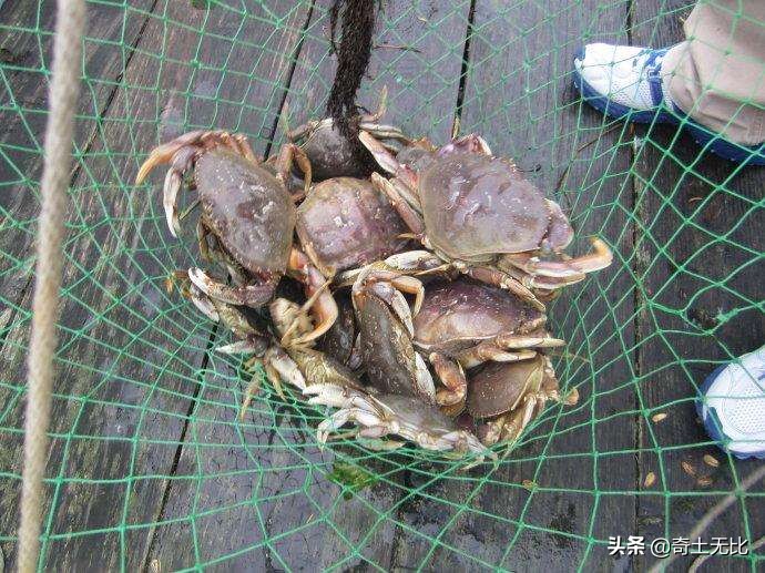 用手抓螃蟹的最佳秘诀,一秒钟学会抓螃蟹的方法