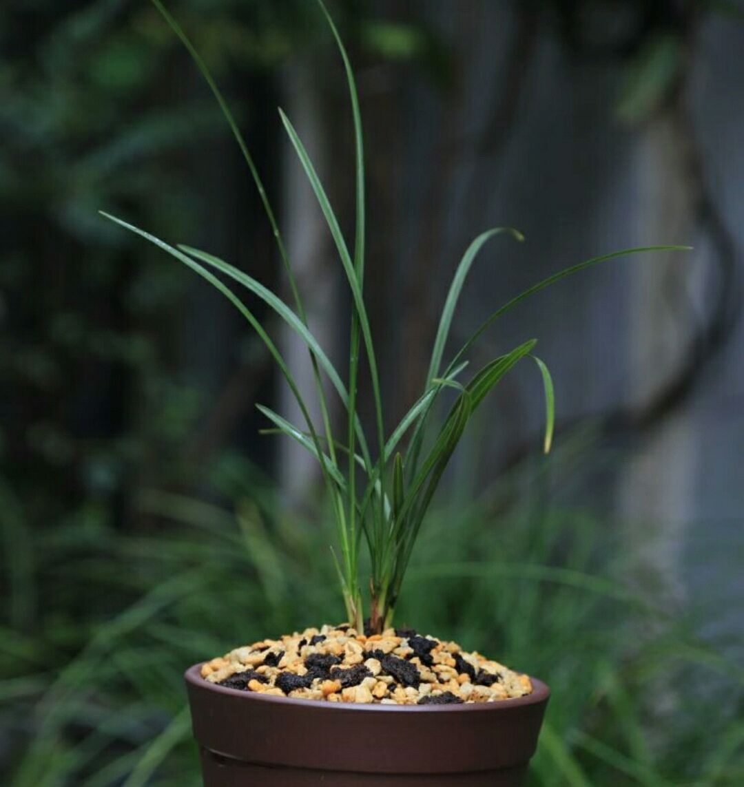 花盆中的羊粪异味闻到头晕，怎么去除呢？自制无臭味的养花肥料