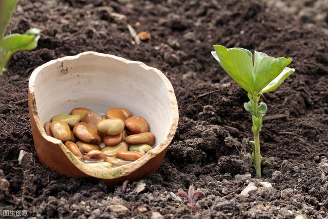 黄秋葵育苗移栽,大棚秋葵新品种