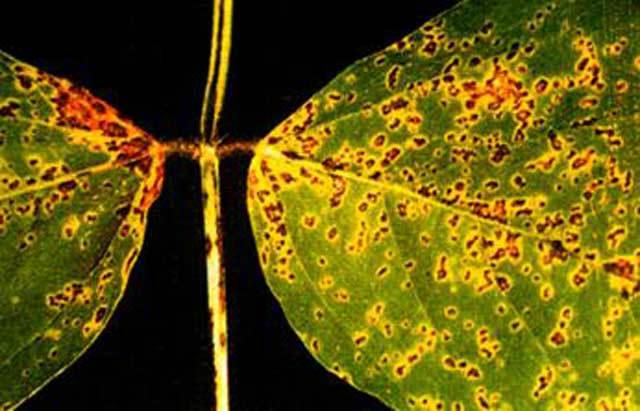 作物病害教你一分钟看懂炭疽病,农作物病虫害防治技术培训简讯