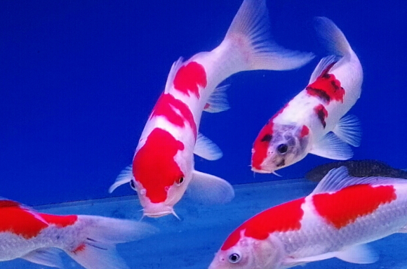 十大最好看的观赏鱼图片大全,十种最漂亮的观赏鱼图片