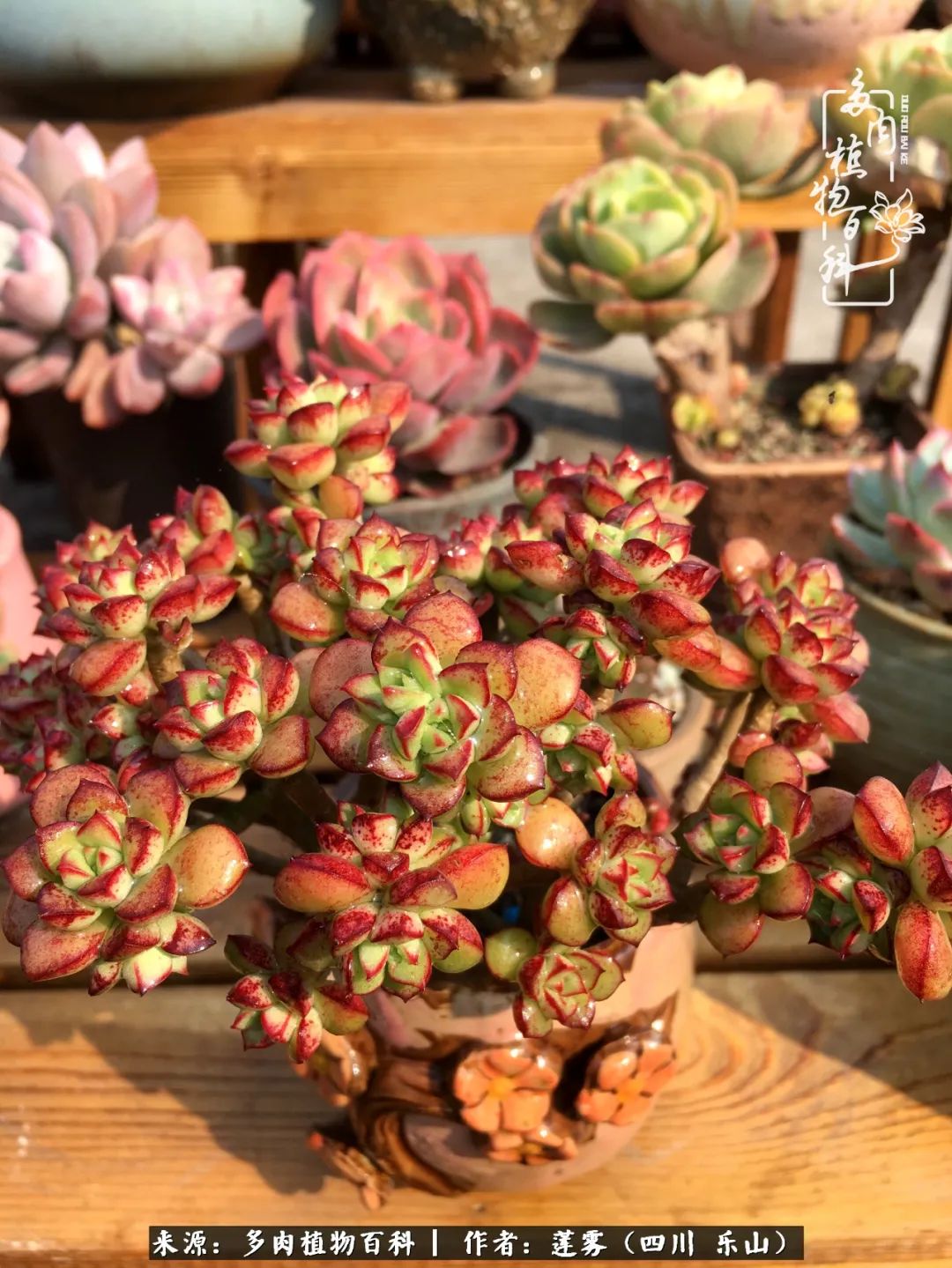 治愈系多肉精灵,初冬携一抹暖阳与多肉相伴