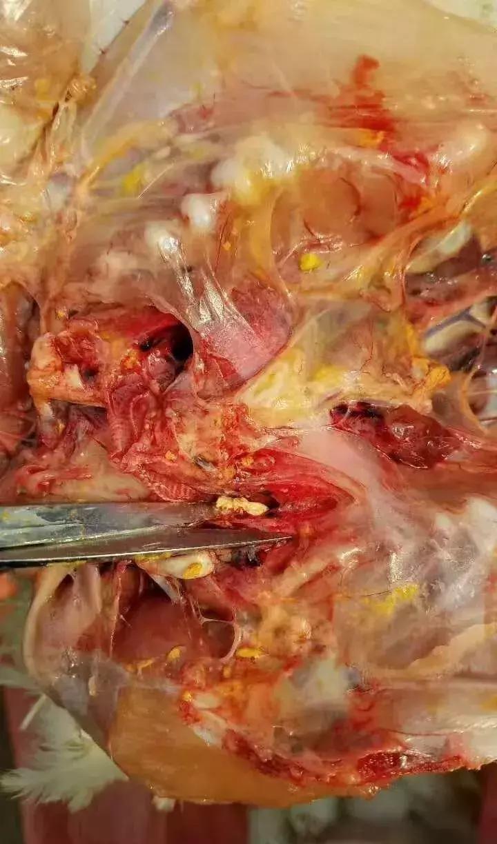 氯化铵治疗支气管堵塞,蛋鸡支气管堵塞治疗方案