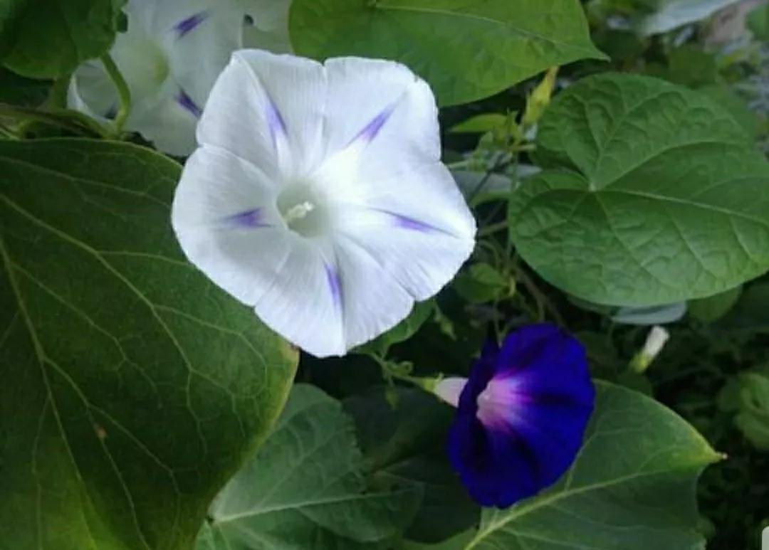 奇葩造型花：头上长草，心中有鬼，白月光。白天不开你非要晚上开