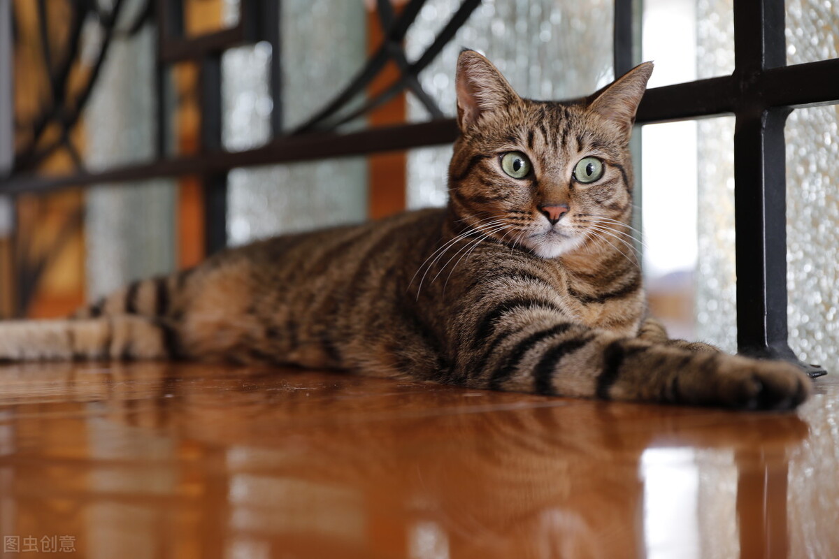 猫咪到处舔是什么意思,猫咪有时突然到处乱窜