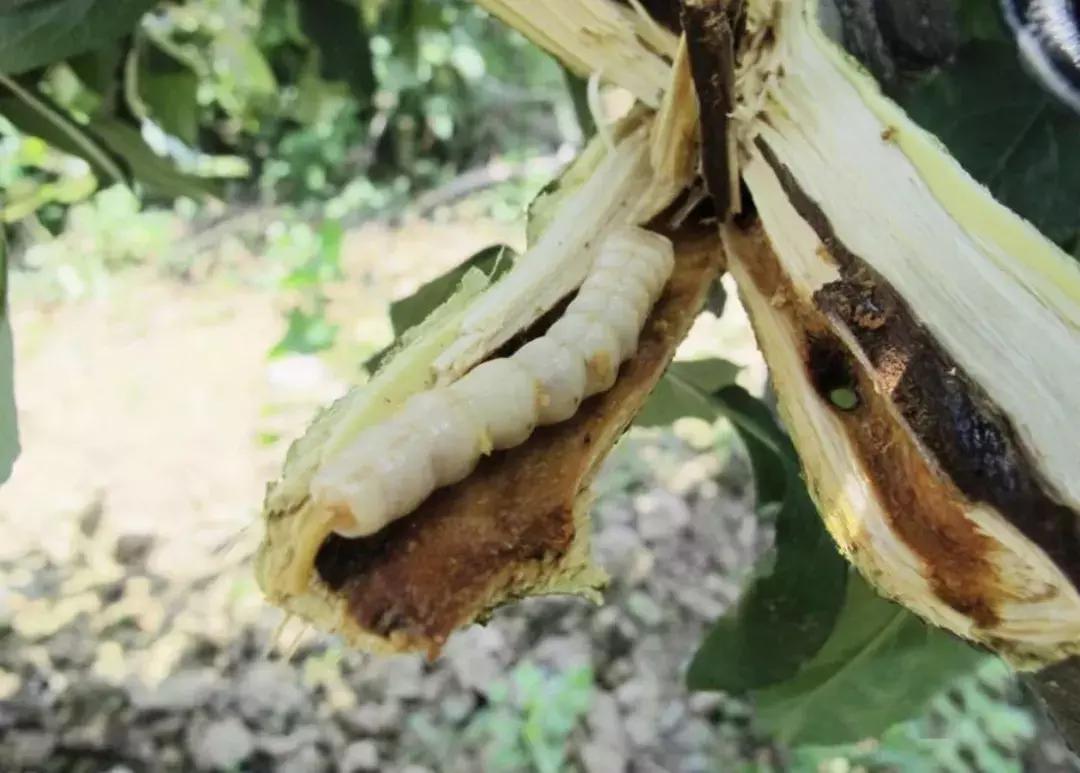 苹果虫害最佳防治方法,苹果各种虫害最佳防治时间