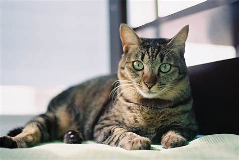 猫瘟绝不放弃,猫瘟要不要放弃治疗