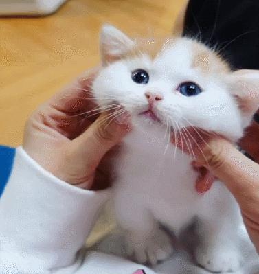 小奶猫的危害视频,小奶猫有什么危险