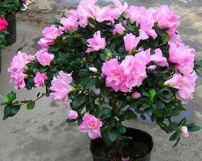 养好杜鹃用什么水苔,养好杜鹃花用什么土最好