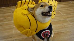 撸柴犬店广州,撸柴宠物乐园