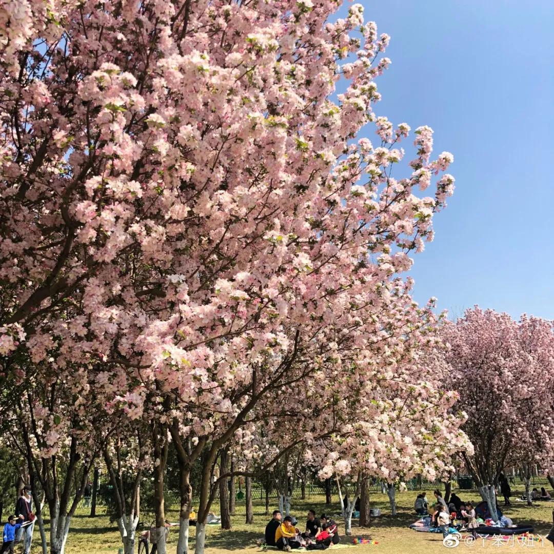 一个不出郑州的踏青好去处,天津春游公园推荐