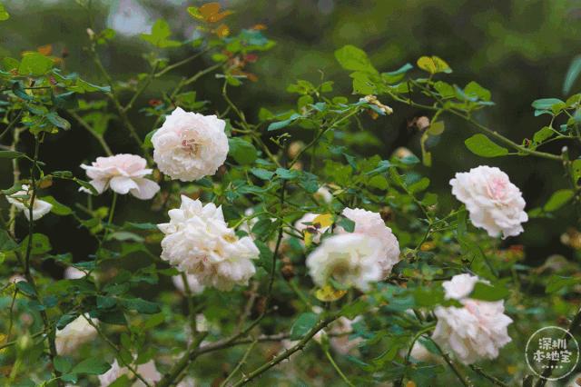 深圳5月哪里有花海看,深圳五一哪里可以看花海