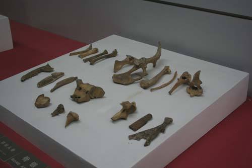 考古发现诡异巨人化石,考古学家发现怪异头骨