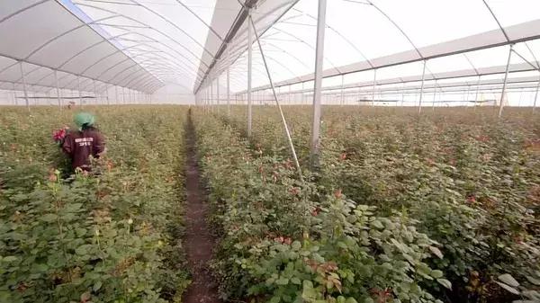 世界第一鲜花市场视频,bbc探秘墨西哥毒品战争