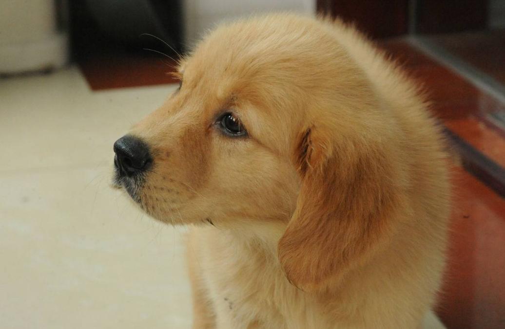 金毛吃得多怎么养,金毛吃进去食物多久能消化