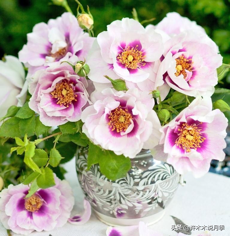 月季花苞突然垂头打蔫施肥过多,月季花苞突然垂头打蔫叶片发黄