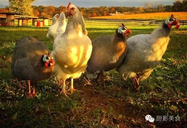 全世界的鸡都在这了，有你认识的吗？