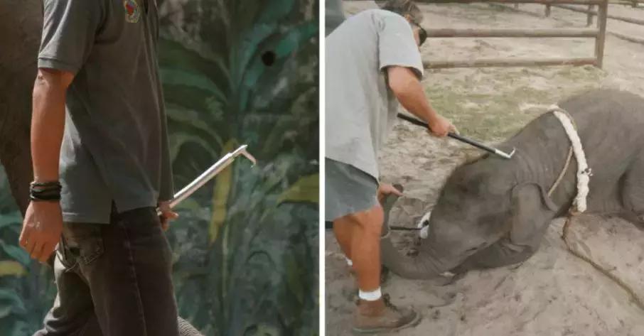 小飞象真实事件,小飞象的真实故事