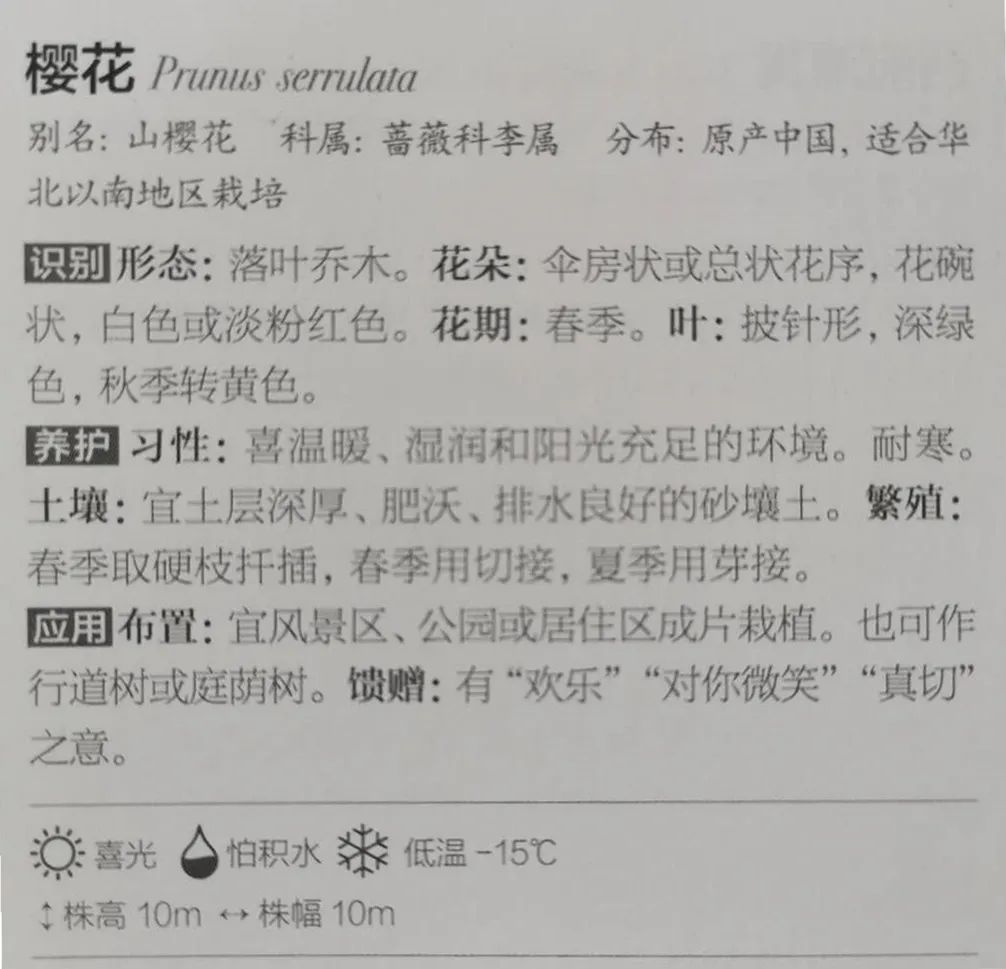 十二星座双子座的守护花,双子座守护花是什么星座