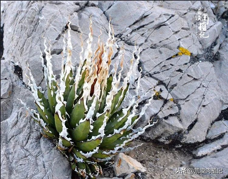 极品龙舌兰,精品龙舌兰欣赏