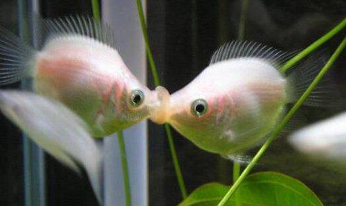 世界上最漂亮的鱼第一名,世界上最漂亮的十大鱼排名