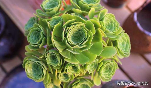 多肉植物的修剪养护方法,多肉植物仙人掌是否需要修剪